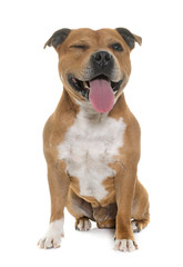 staffordshire bull terrier