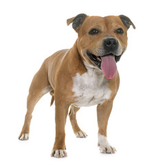 Obraz premium staffordshire bull terrier