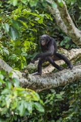 The portrait of  juvenile Bonobo on the tree in natural habitat. Green natural background. The Bonobo ( Pan paniscus), called the pygmy chimpanzee.