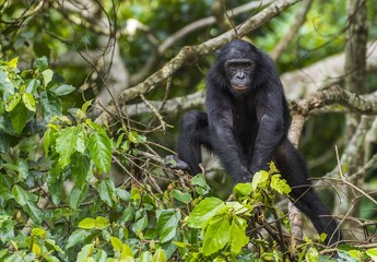 The portrait of  juvenile Bonobo on the tree in natural habitat. Green natural background. The Bonobo ( Pan paniscus), called the pygmy chimpanzee.