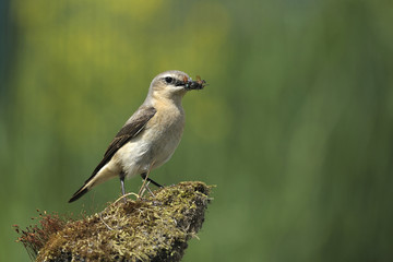 bird Oenanthe with fly