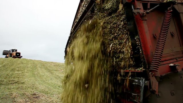 Preparation of feed for livestock