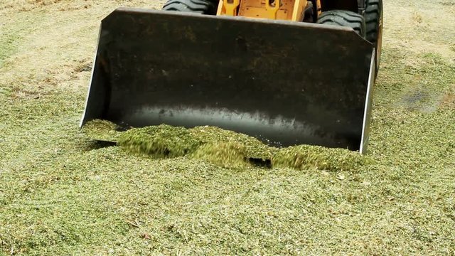 Preparation of feed for livestock