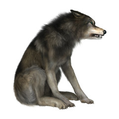 3D Illustration Wild Wolf on White