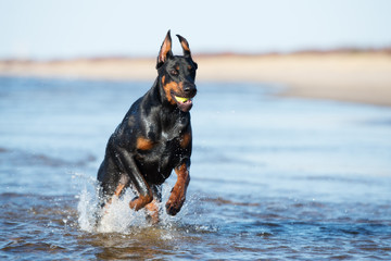 doberman dog on the beach