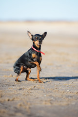 russian toy dog sitting on the beach