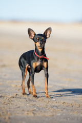 russian toy terrier dog on the beach