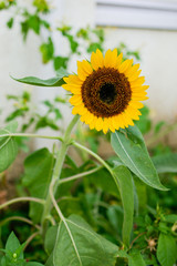 Sunflower　ヒマワリ