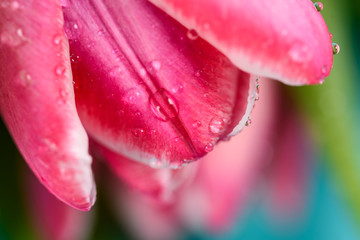 Spring Wet Pink Tulips Close Up