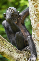 The portrait of juvenile Bonobo on the tree in natural habitat. Green natural background. The Bonobo ( Pan paniscus)