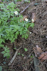 Anemone (lat. Anemone nemorosa)- white spring flowers