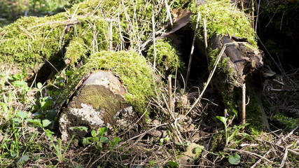 Moss and lichen on old tree background