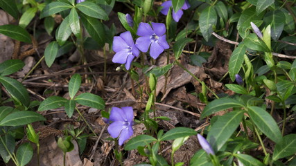 Periwinkle (lat. Vinca minor) - purple blue spring flowers