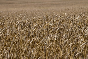 Wheat field at sunny day