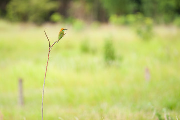 Chestnut-headed Bee-eater,Bird of Thailand