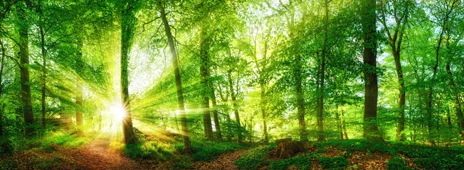 Foto auf Acrylglas Wald Panorama mit durch Blätter leuchtenden Sonnenstrahlen © Smileus