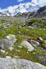 Fototapeta na wymiar Mountain stream in an alpine meadow