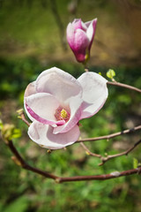 Fototapeta na wymiar Flower of magnolia tree in spring garden