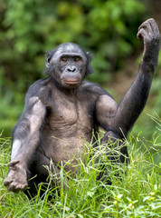 Chimpanzee Bonobo sits with the raised hand on a grass. short distance, close up. The Bonobo ( Pan paniscus)