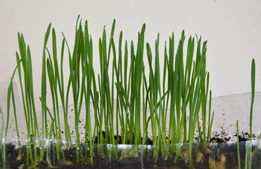 Obraz premium wheat grass for feeding pet grow in plastic bottle