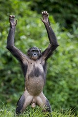 Bonobo standing on her legs  with a cub on a back. Green natural background.  The Bonobo ( Pan...