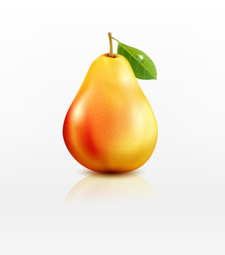 vector pear isolated on white background