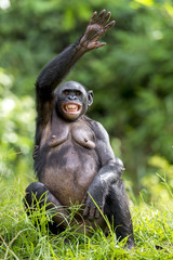 Fototapeta premium Female Bonobo with smile sits with the raised hand on a grass.