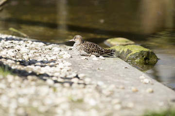Wading bird, The ruff (Philomachus pugnax) female