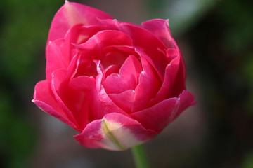 Tulpe Blüte rosa