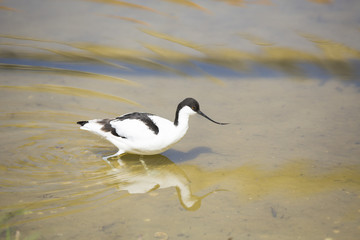 Wading bird, Avocet wading in water