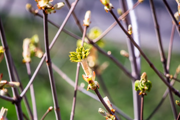 Blooming chestnut, green leaves, tree branch with green leaves
