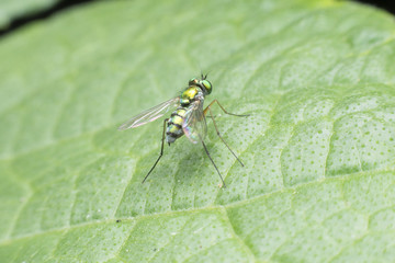 Fruit flies with beautiful green gold.