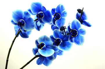 Naklejka na ściany i meble Orchid blue flower