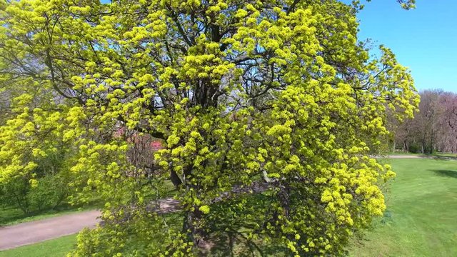 tree green plant summer spring flight video daylight