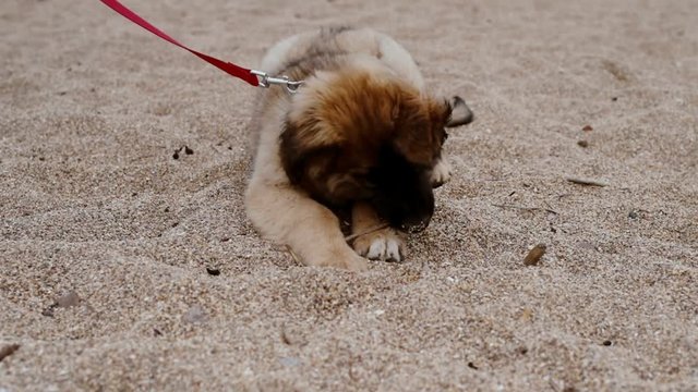 Leonberger puppy on the beach chewing on stick