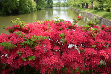 ツツジの花／山形県で綺麗な「ツツジの花」を撮影した写真です。