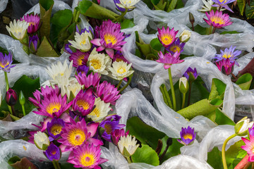 lotus flower in plastic bags