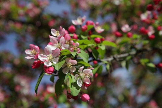 rosa Pflaumenblüten im Frühling