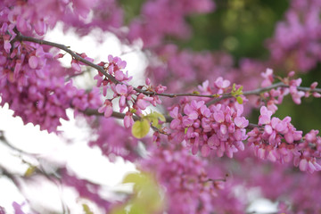 Багряник или Церцис