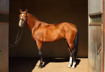 Beautiful purebred dressage horse in his dark stable