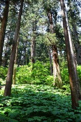 羽黒山の杉林 ／山形県鶴岡市で、羽黒山参道の杉林を撮影した写真です。