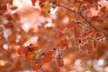 Red Oak Tree Leaves in Fall