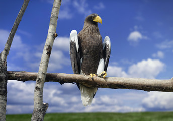 Look at an American bald eagle with a yellow beak sitting on a tree branch