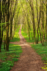 Forest pathway in blossoming green woods at sunset