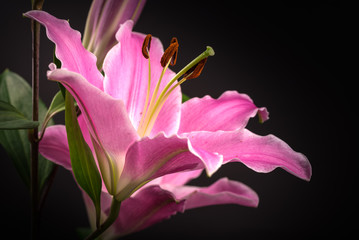 Fototapeta na wymiar Flower, lily, close-up, macro. 