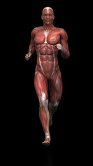Running man - muscle anatomy