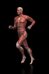 Fototapeta na wymiar Running man - muscle anatomy