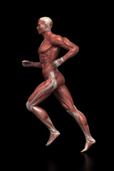 Obraz premium Running man - muscle anatomy