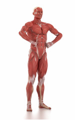 Anatomy muscle map white isolated -body-building pose