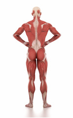 Fototapeta premium Anatomy muscle map white isolated -body-building pose